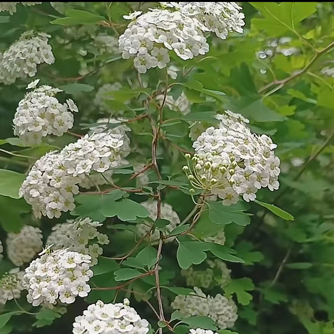 三裂绣线菊盆景，绣线菊，团叶绣线菊