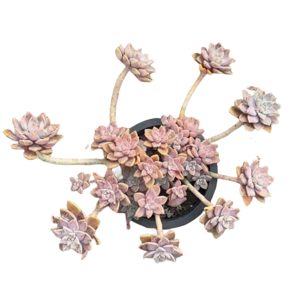造型阿伦培 花开花卉【满9.9包邮】多肉植物易养活栽种养护裸根发货