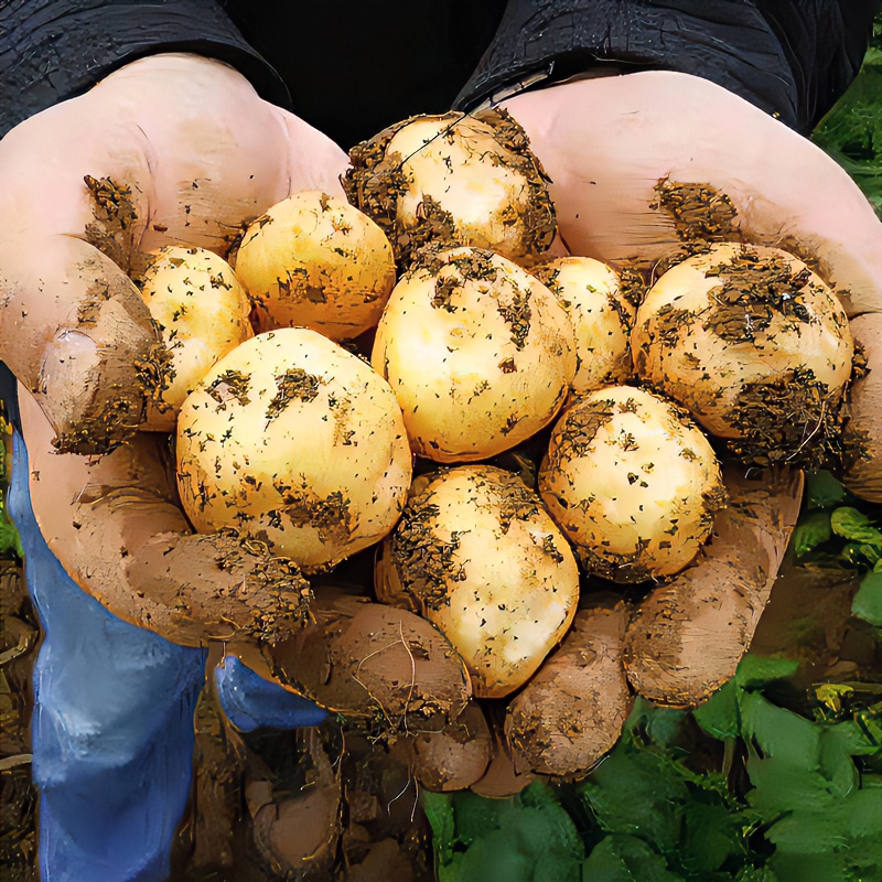 【现挖现发】湖北恩施小土豆黄皮黄心洋芋高山马铃薯3-5斤新鲜蔬菜