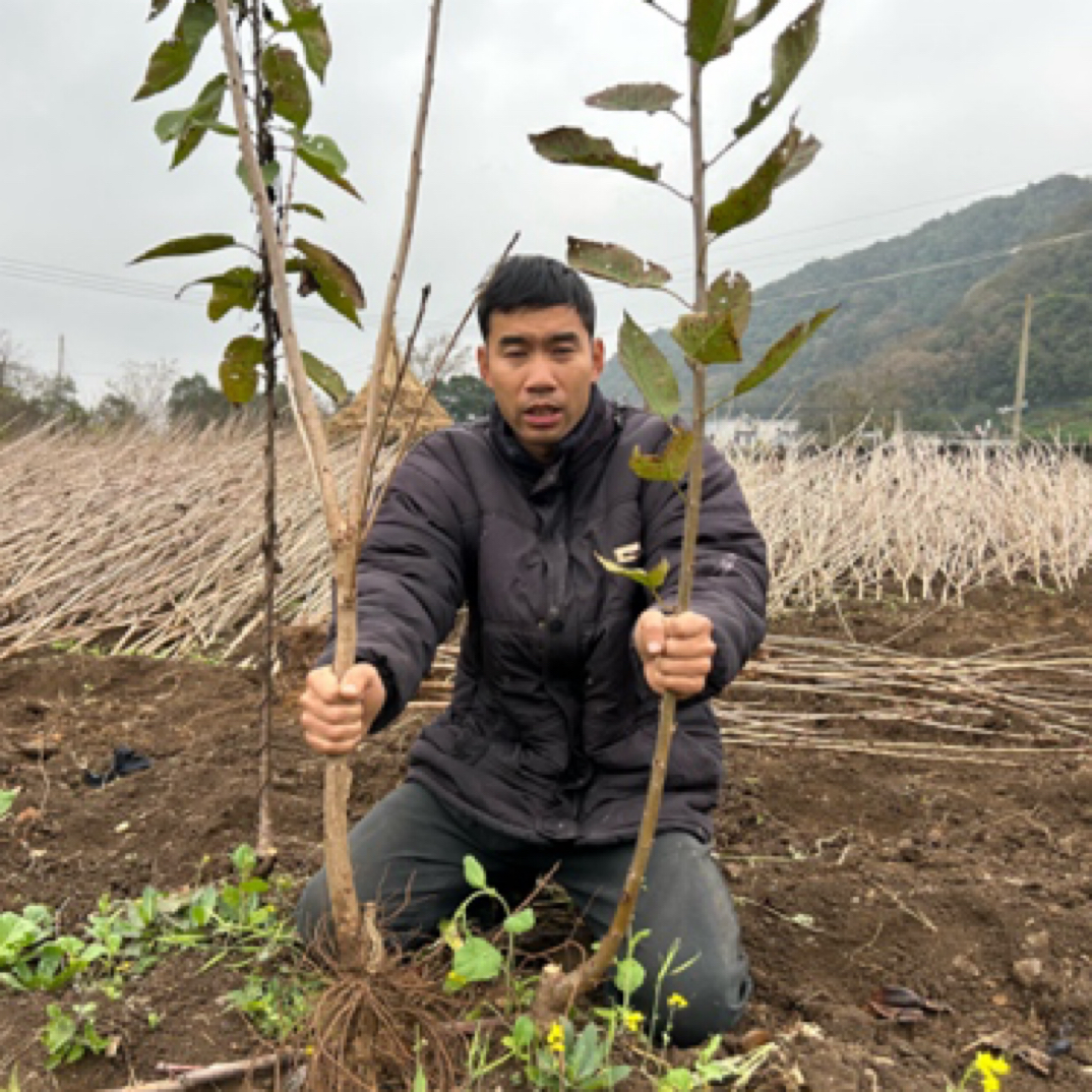 贵州车厘子树苗两颗组合