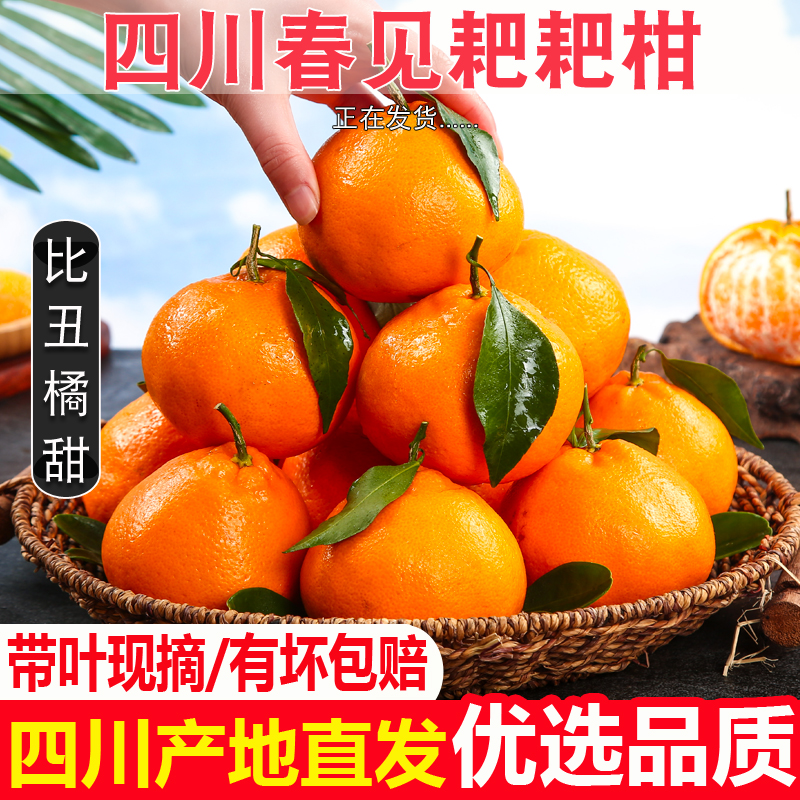 四川春见耙耙柑粑粑柑橘子1-9斤爆汁香甜爽口不知火丑橘新鲜多汁