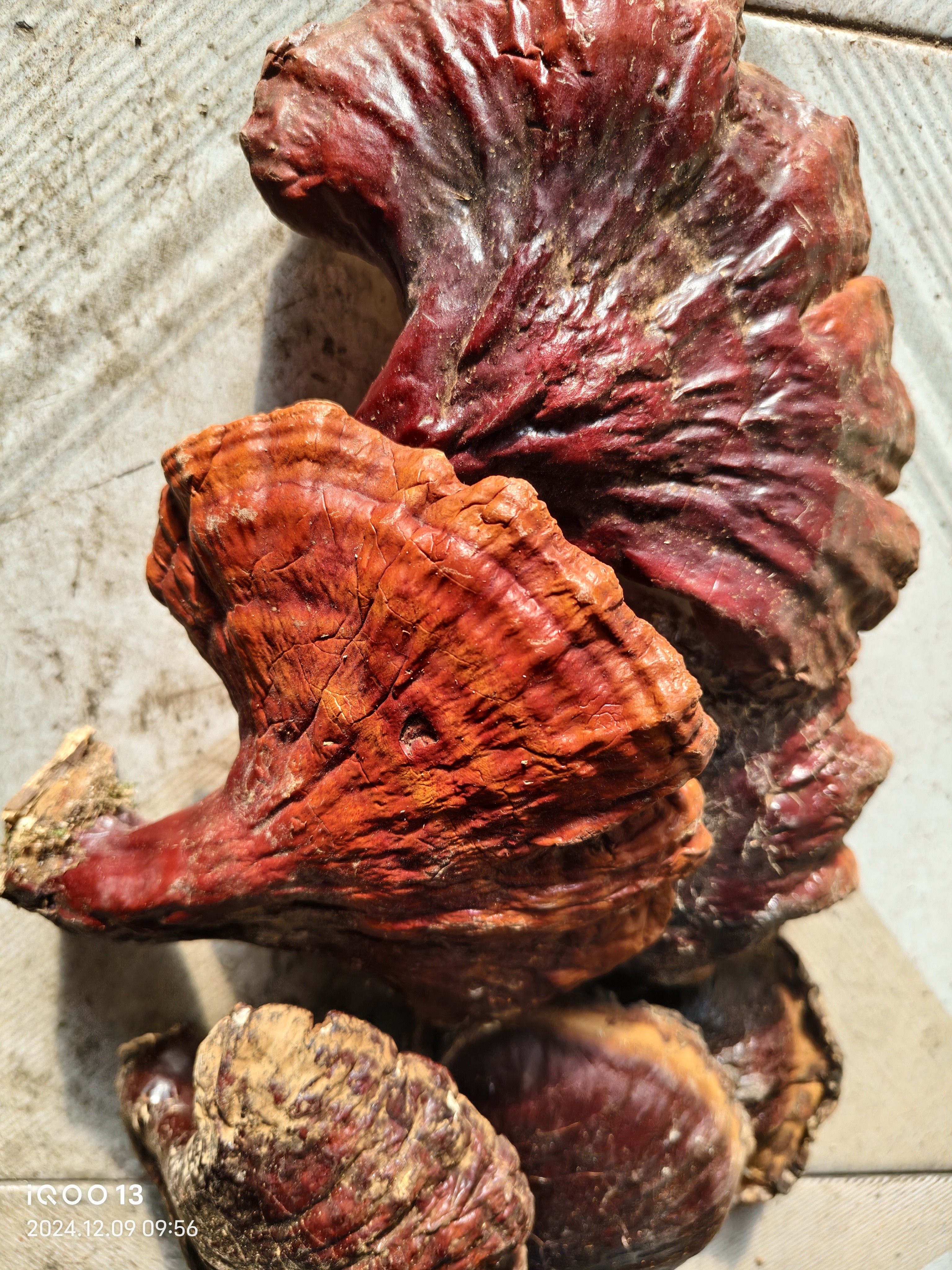 东北野生 灵芝菌菇干   250g