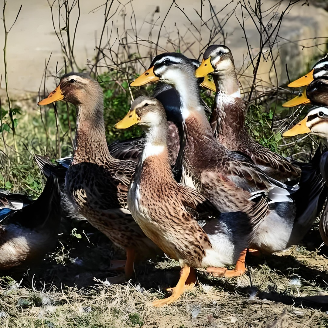 广西土鸭柠檬炒鸭3斤1.5斤链接