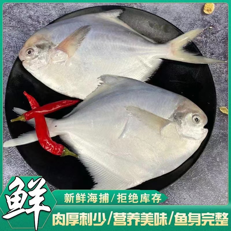 新鲜海捕银鲳鱼深海速冻白鲳鱼海鱼平鱼连云港发货3斤