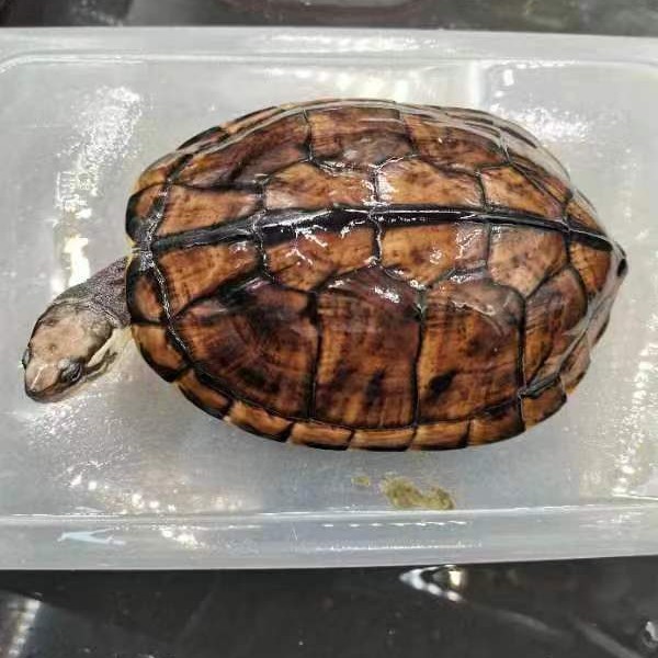 纯种南石龟观赏/产蛋福利大放卖（直接拍不发货）