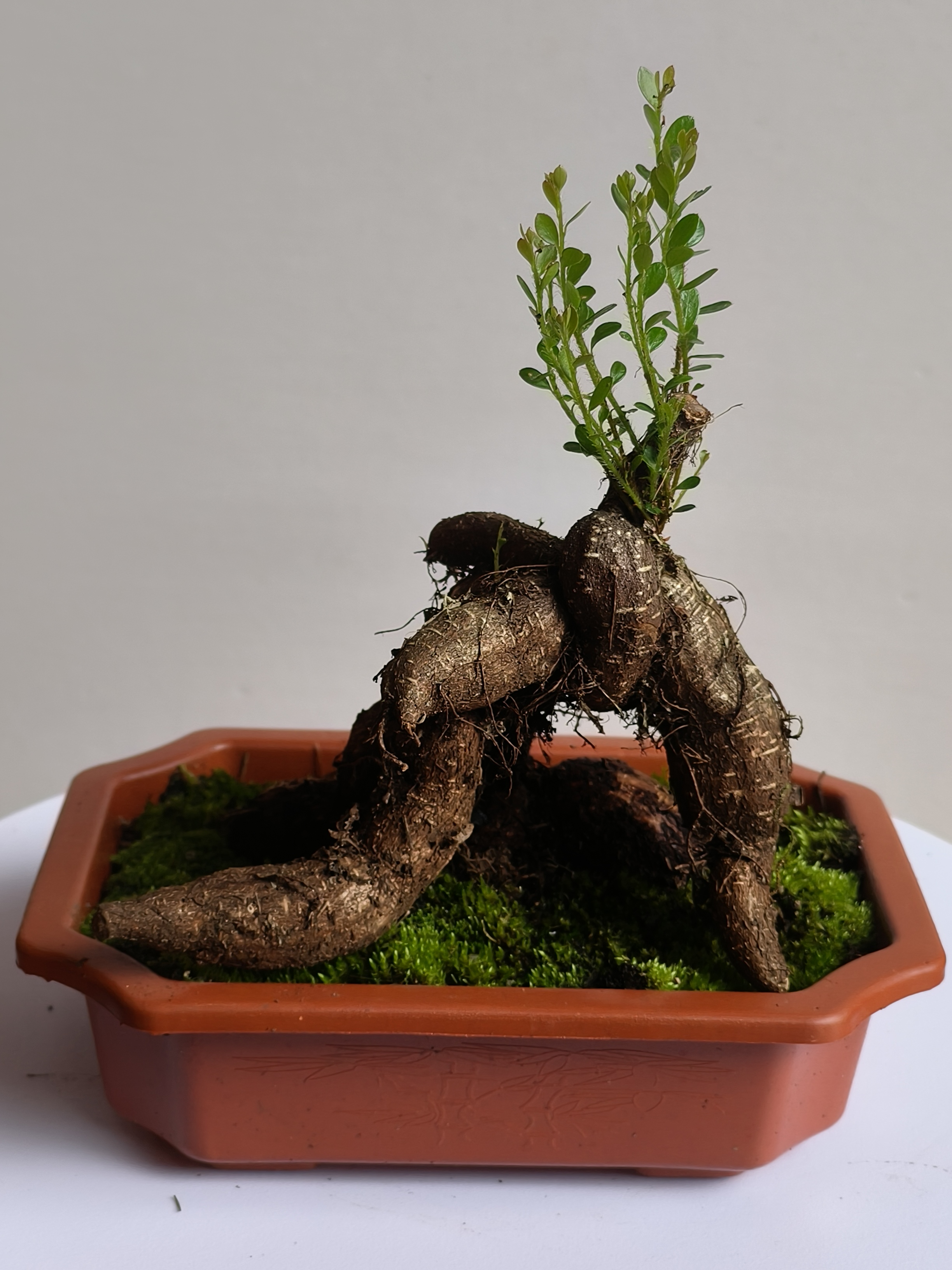 树萝卜绿植盆栽五翅梅