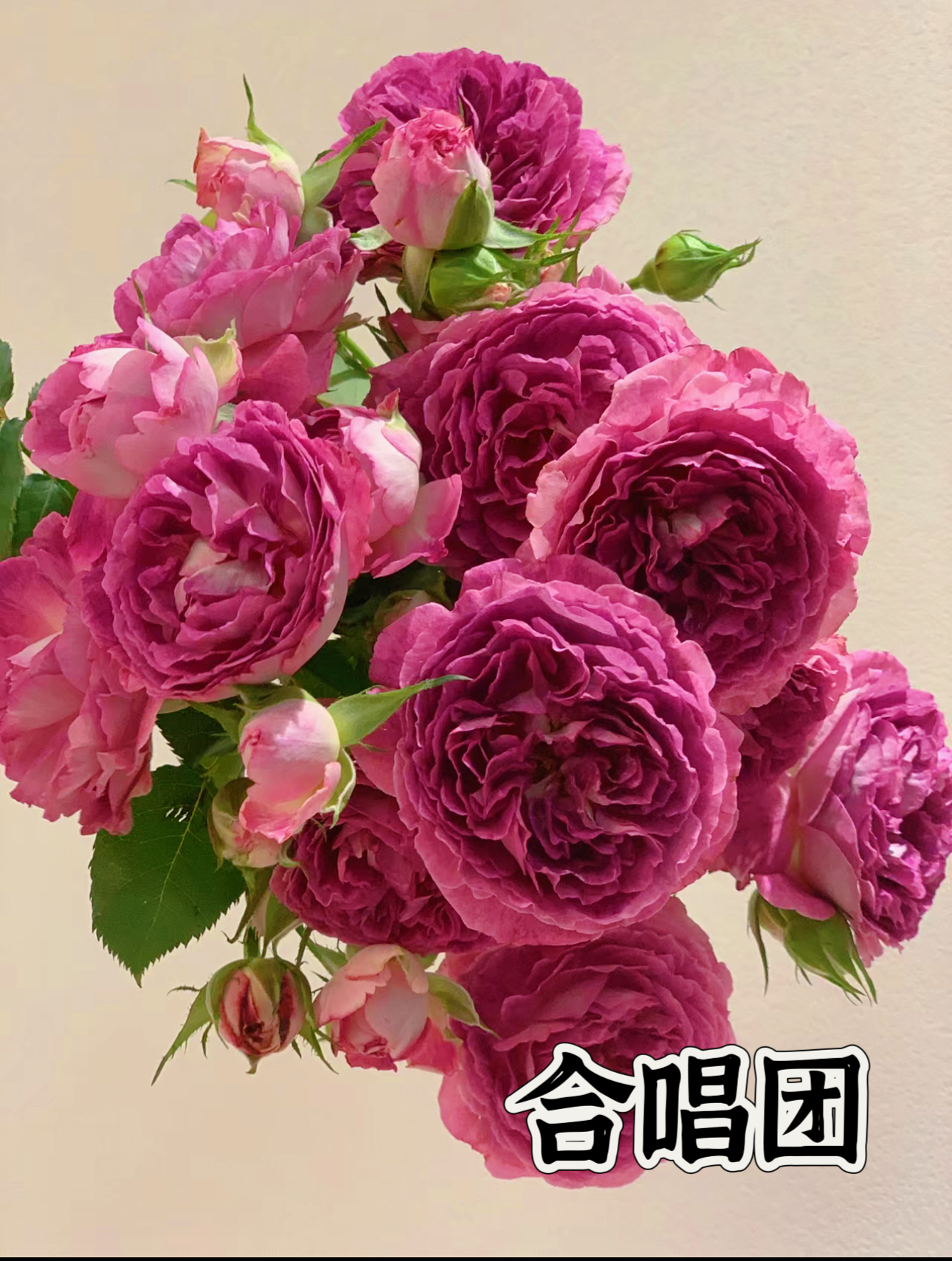 【合唱团】可儿茁时花园精选月季 根接精品苗灌木淡香抗病强月季花