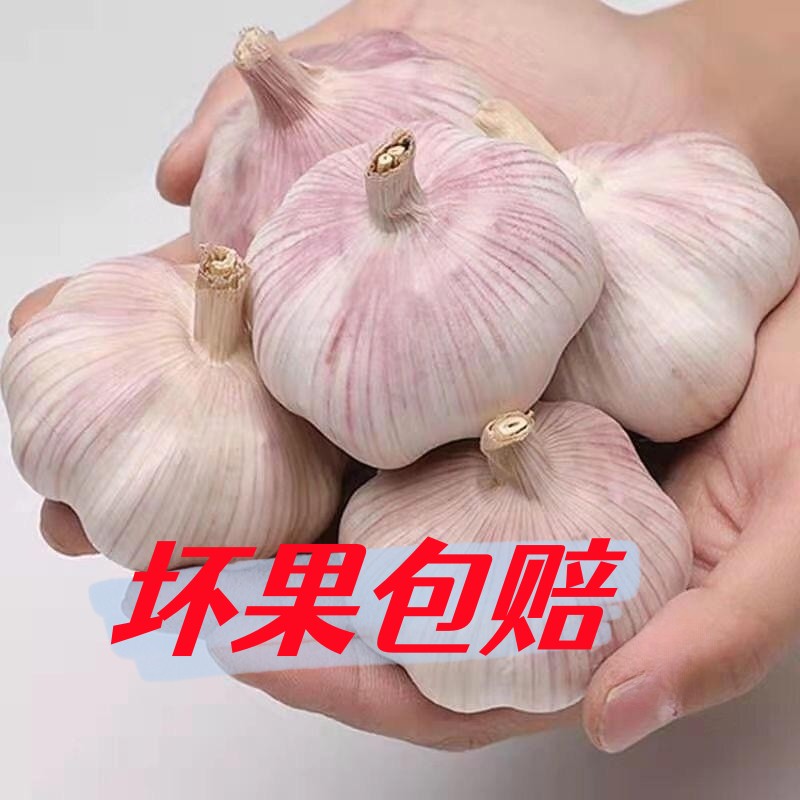【嘉鑫】大蒜头紫白皮红皮蒜子农家自种山东大蒜食用农产品