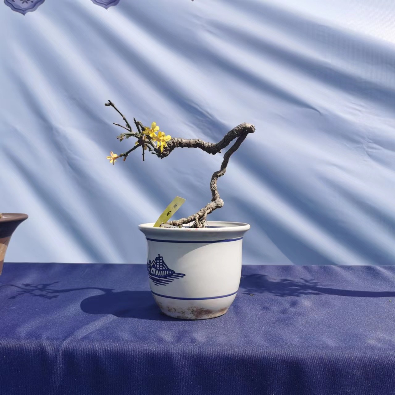 迎春花，黄栌，爱心果，黄荆，花皮榆等各种盒景素材不包邮盆栽