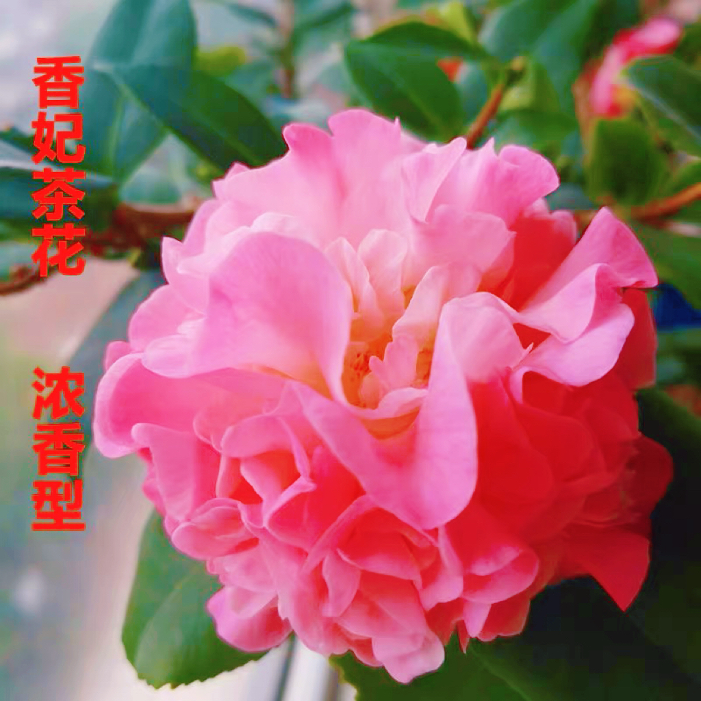 【香妃】精品年宵花带花苞大花重瓣浓香花期长好养活山茶花耐寒耐热