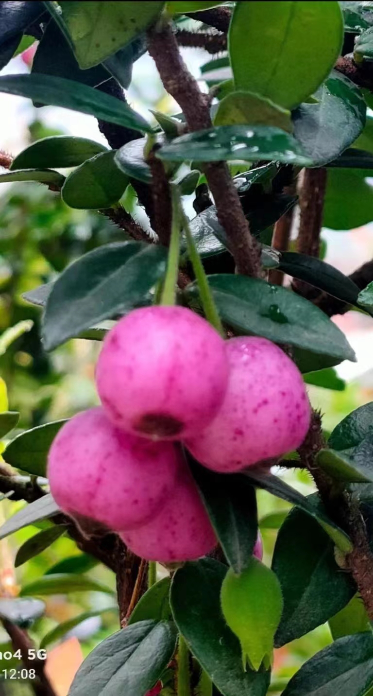 云南网红树萝卜，四季常青开花不落叶