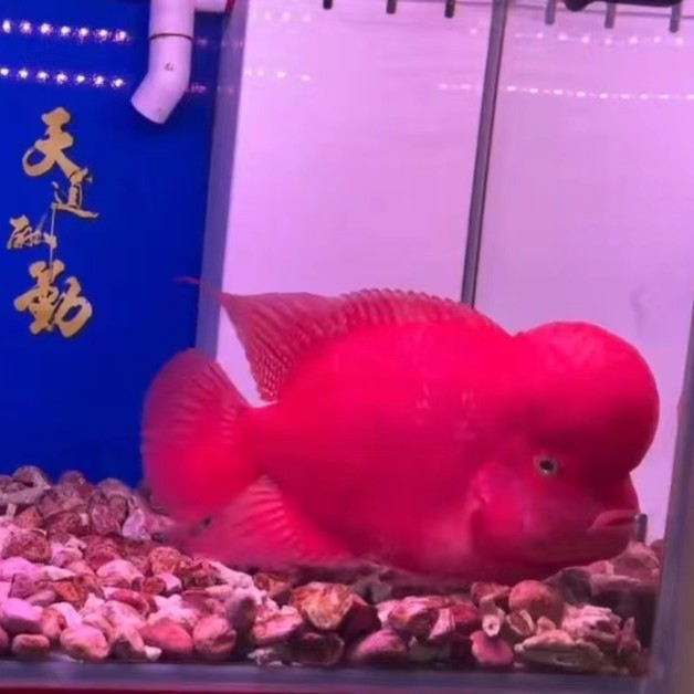 精品罗汉鱼红马古典火凤凰（请直播间挑选，自行下单默认发鱼苗）