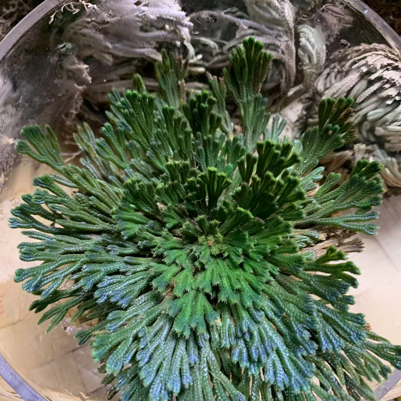 1【永-恒-草】净含量：250g-1500g【阿徐现收】