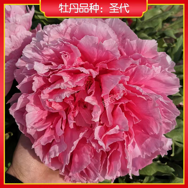 圣代牡丹鲜花（秋季发苗先发肥料）