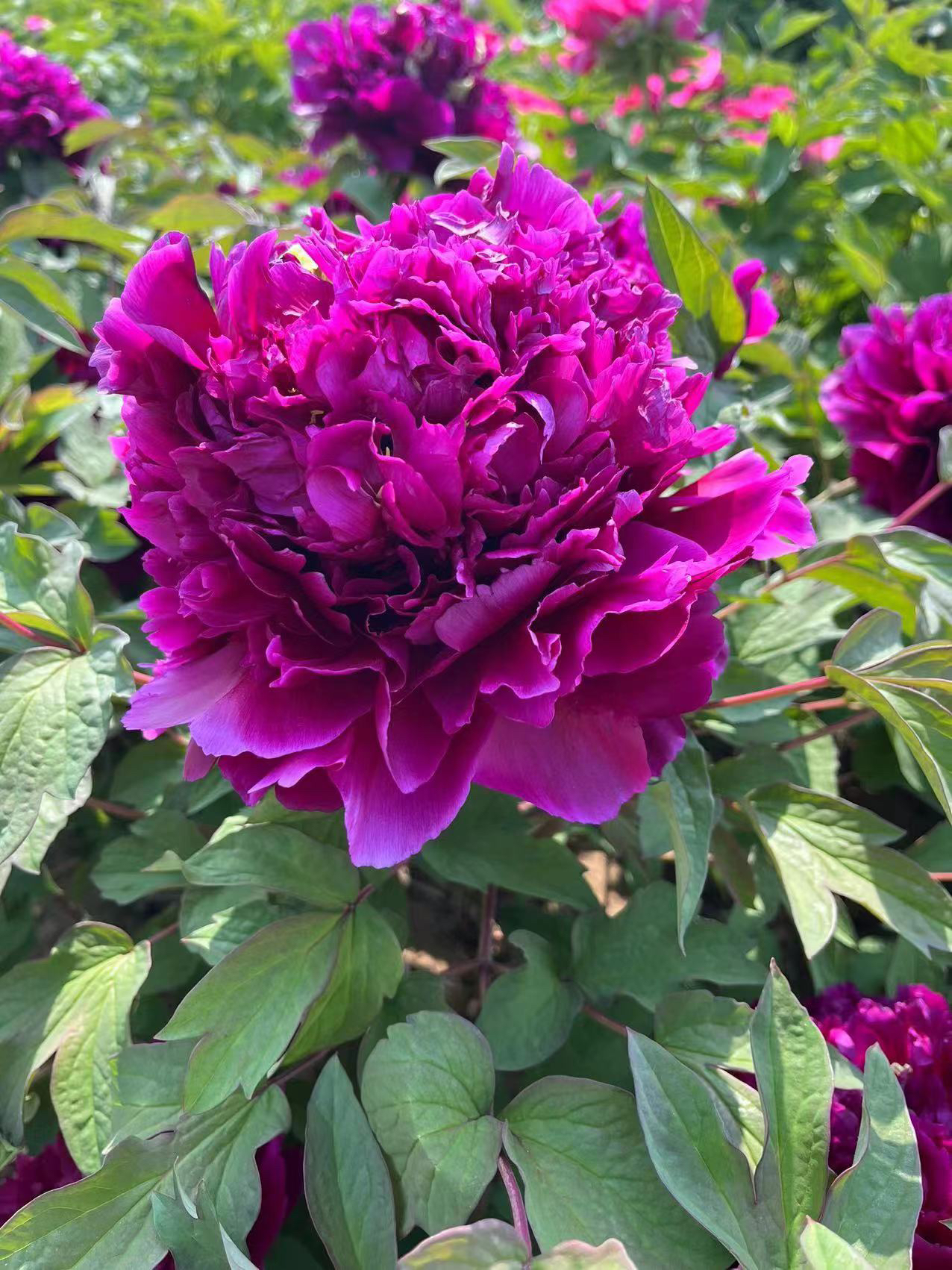 冠群芳牡丹六枝以上（先发肥料秋季发苗）