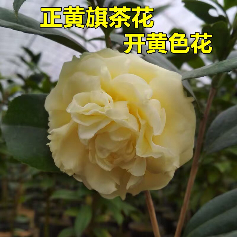 正黄旗茶花苗 黄色茶花 阳台庭院好养绿植
