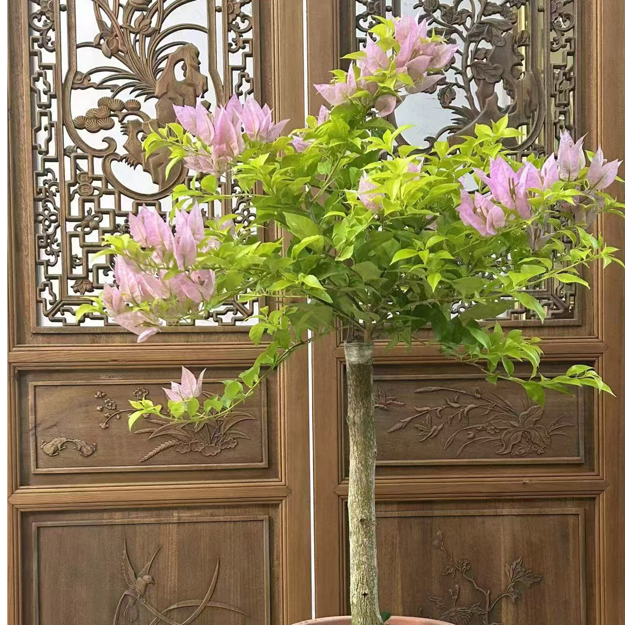 [量拍]粉红豹三角梅开花劳模高杆嫁接勤花攀爬雅趣庭院阳台爆款