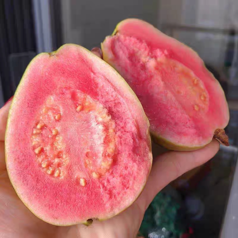 海南红心芭乐水润清甜礼盒装