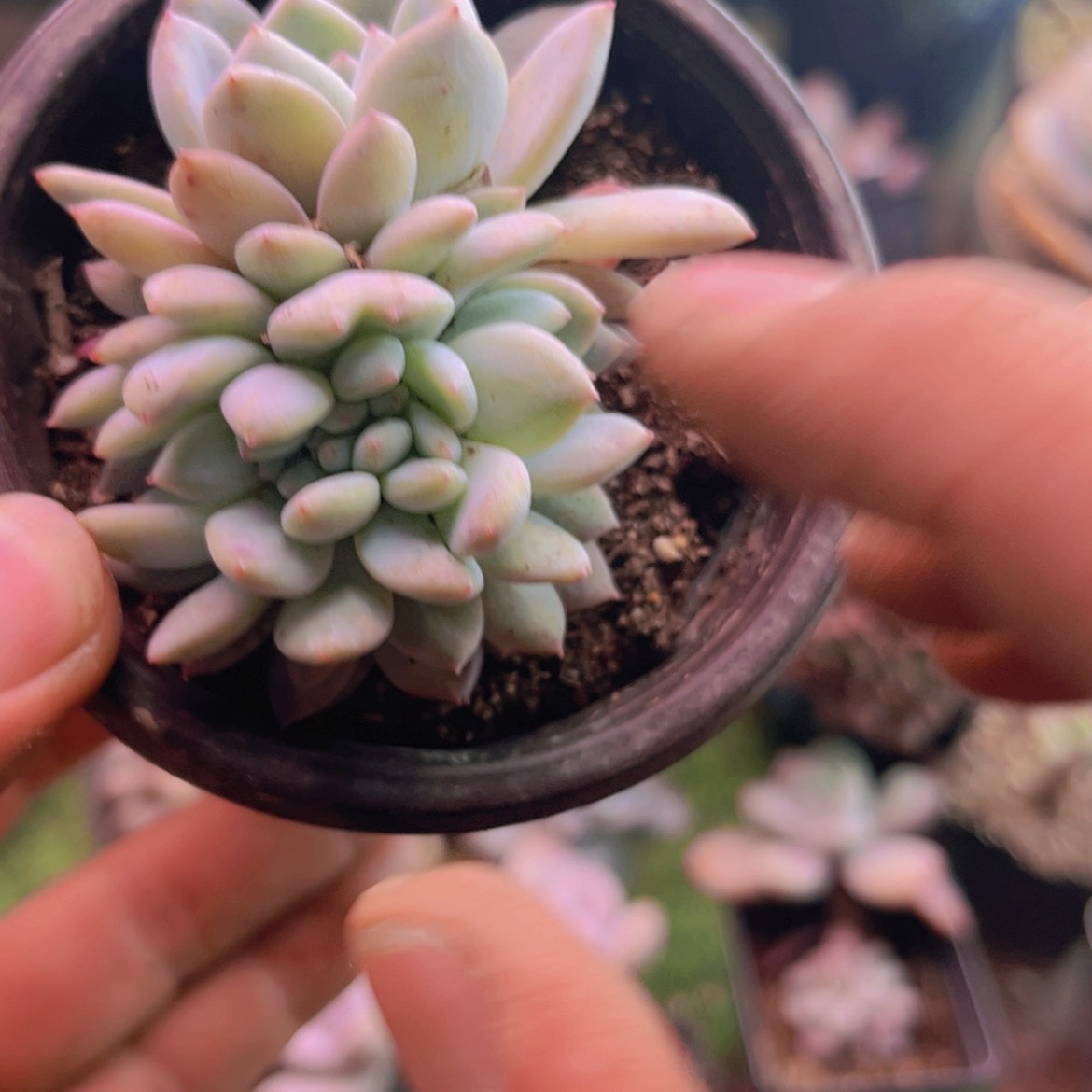 【闪购商品】芸*橙子缀