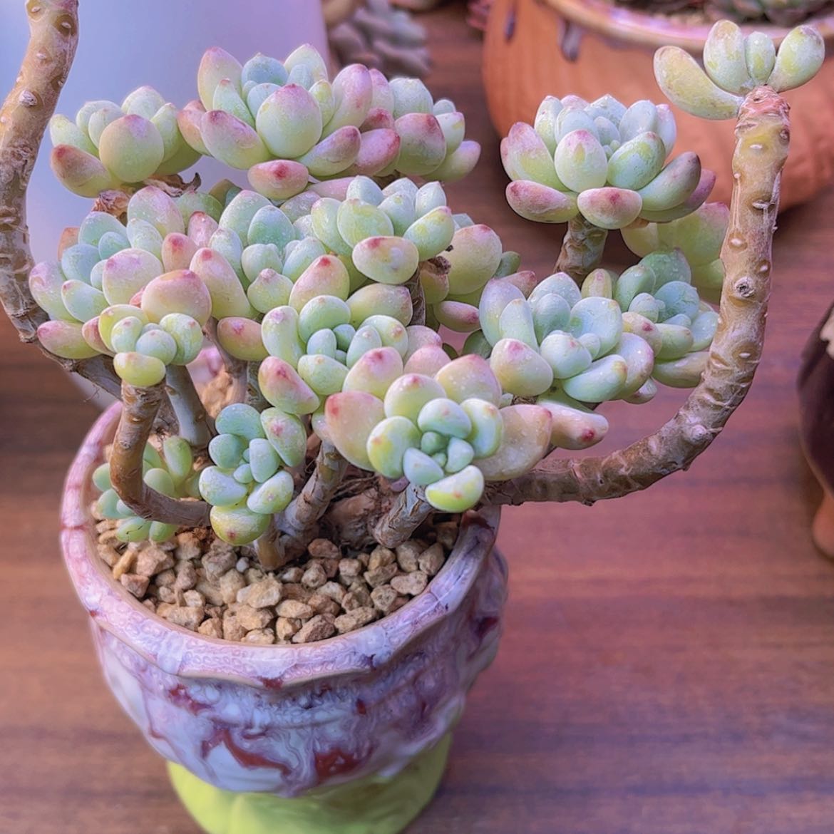 【闪购商品】雪**心樱花罗琦