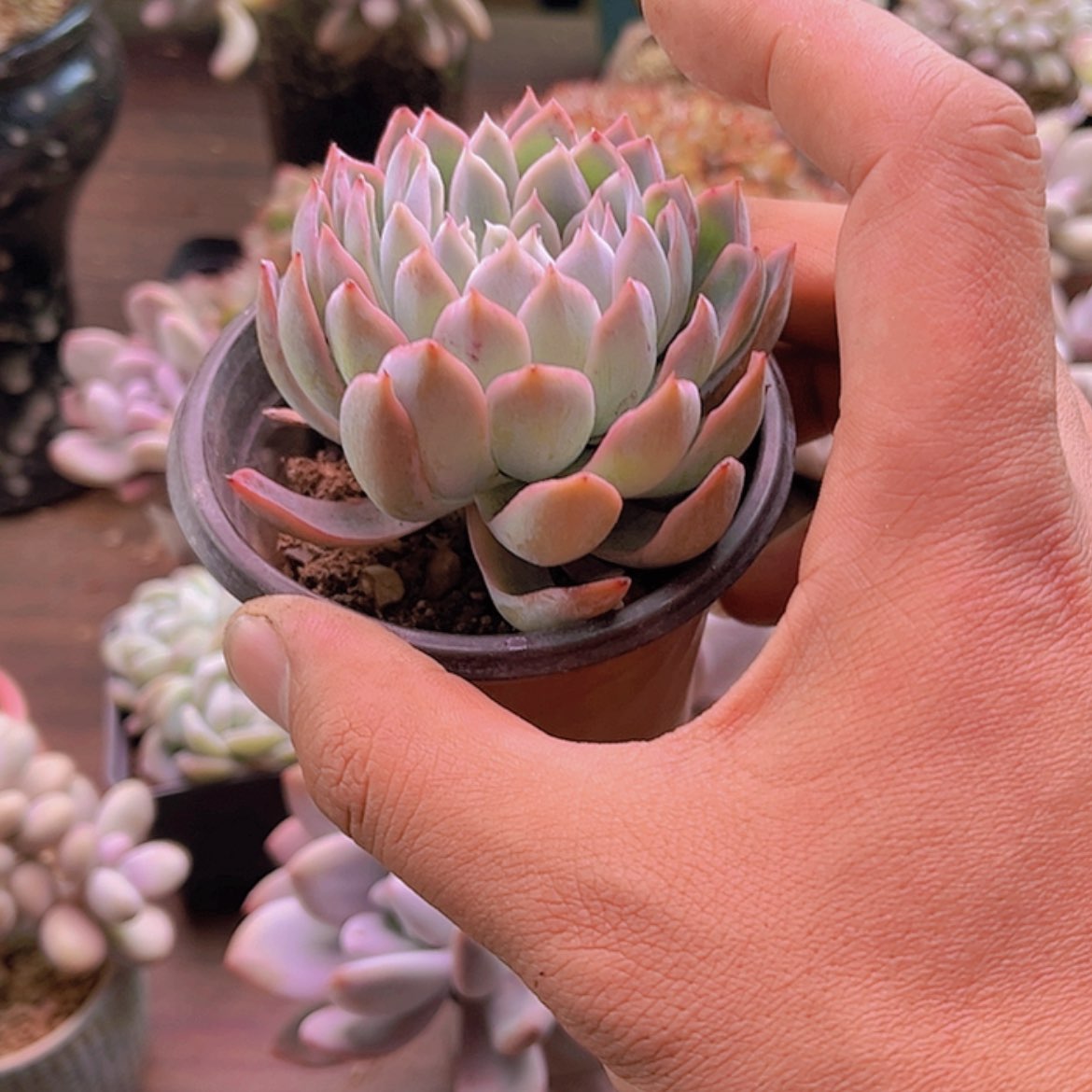 【闪购商品】叁*紫罗兰女王