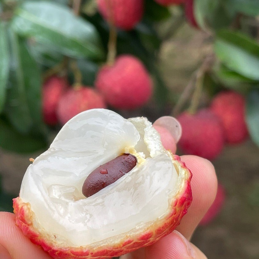 广东仙进奉荔枝 新鲜当季5斤 顺丰快递