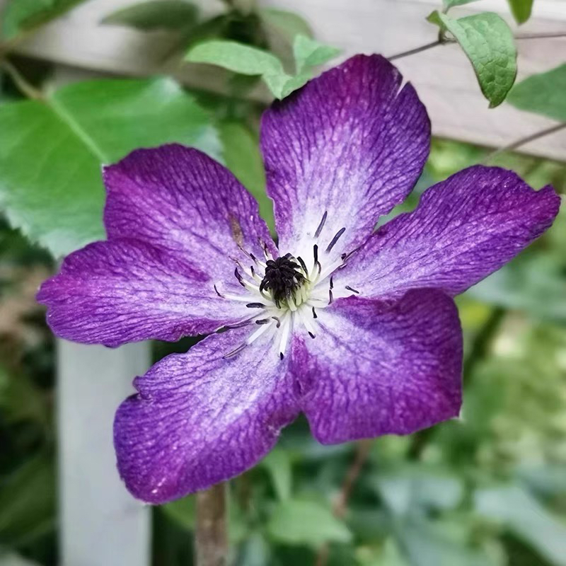 神秘面纱铁线莲小苗耐寒盆栽