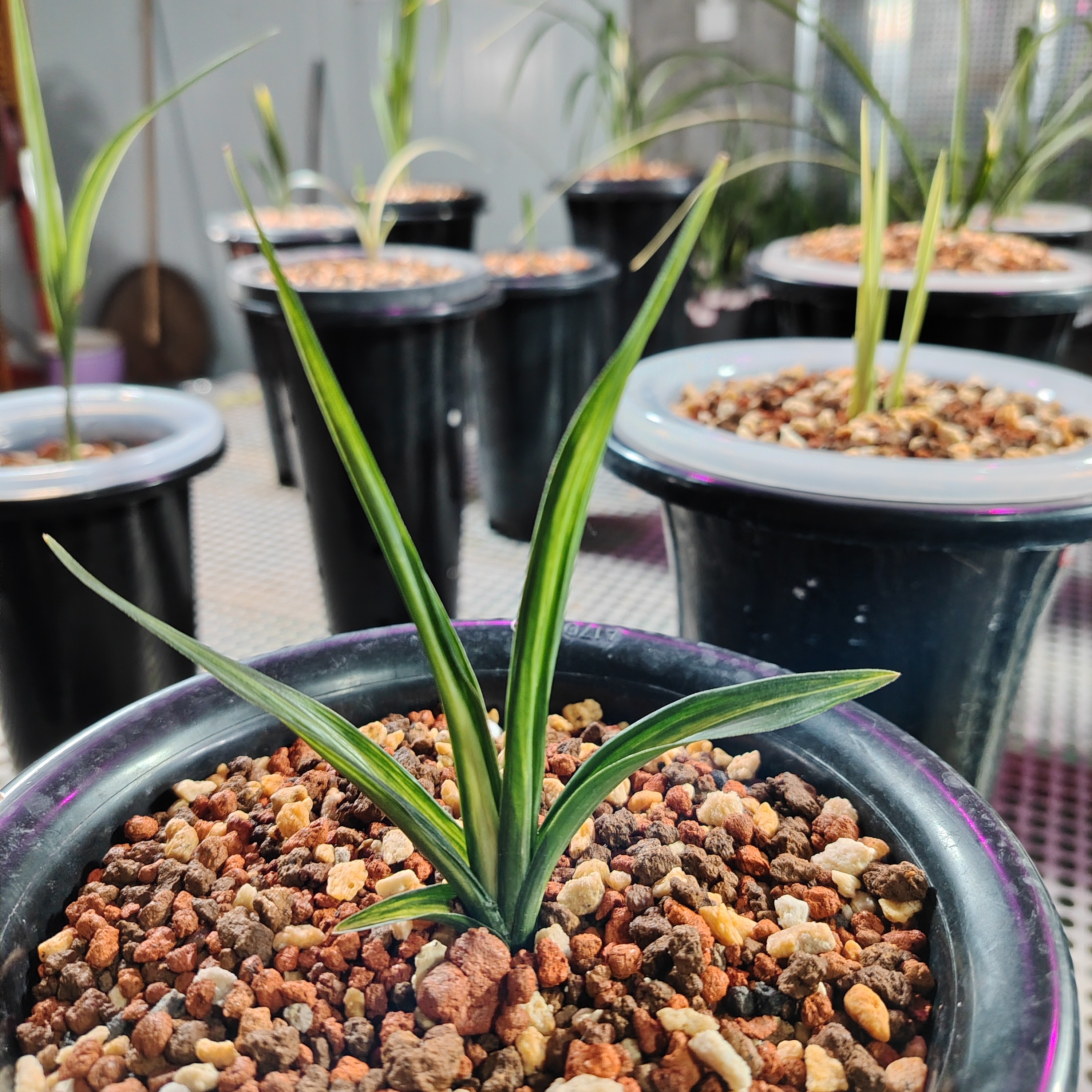 （直播专用）中国兰花盆景，名品兰花盆景