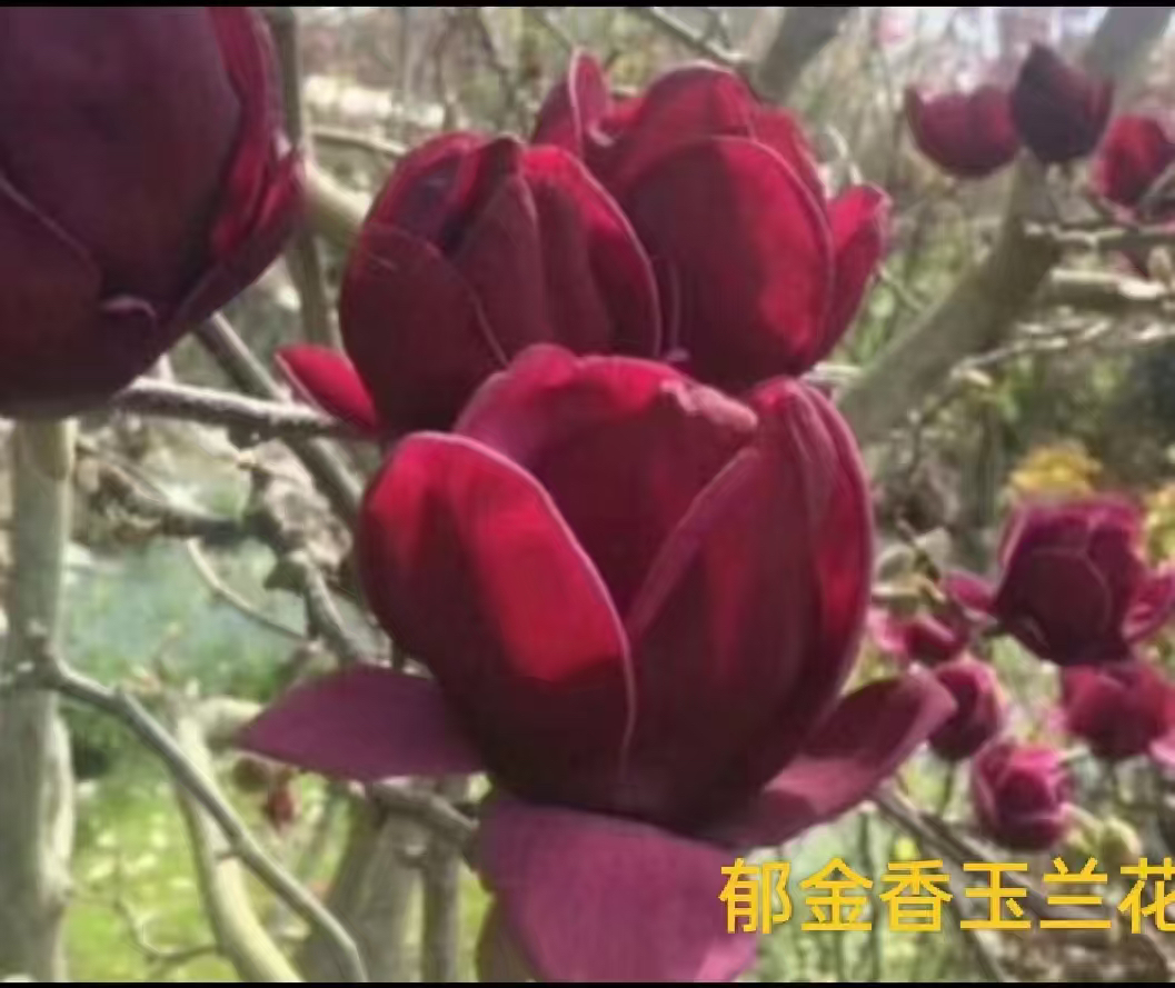 品种玉兰郁金香玉兰多季开花新手好养活美观耐寒耐旱庭院阳台