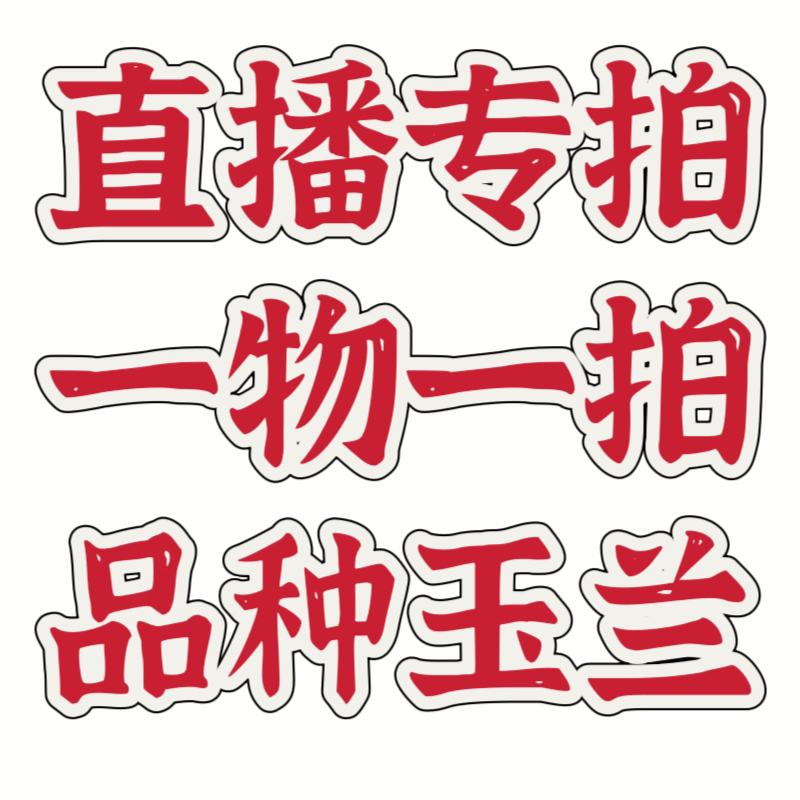 品种玉兰多季开放包对版一物一拍耐寒耐旱新手庭院花园