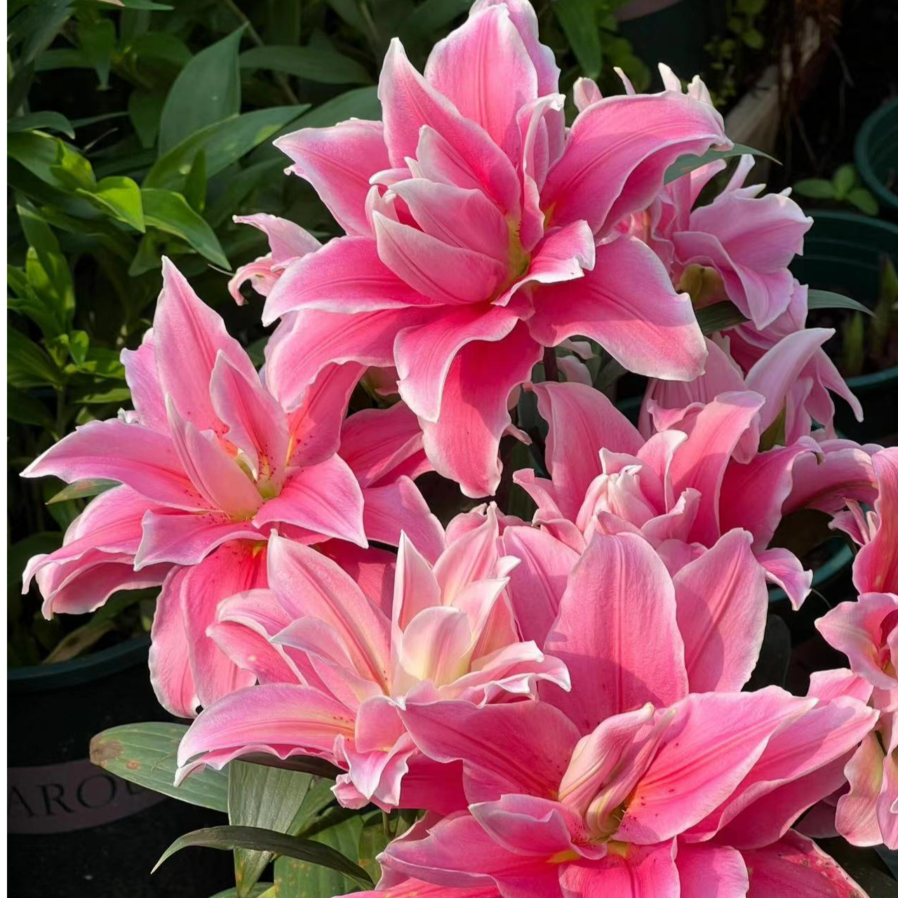 四季可种1颗【莎拉公主】18/20庭院阳台重瓣香水百合种球