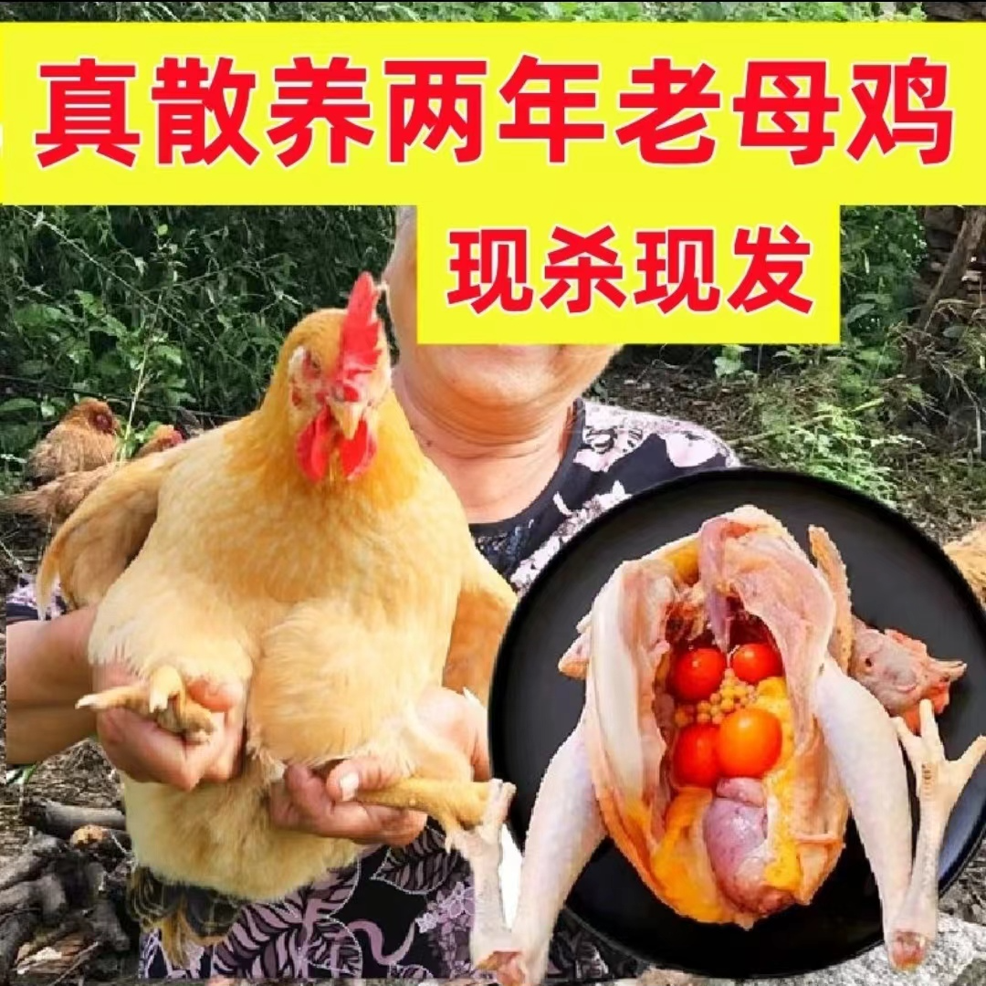 【顺丰包邮】放养土老母鸡笨鸡走地鸡黄油老母鸡净重4-4.5斤