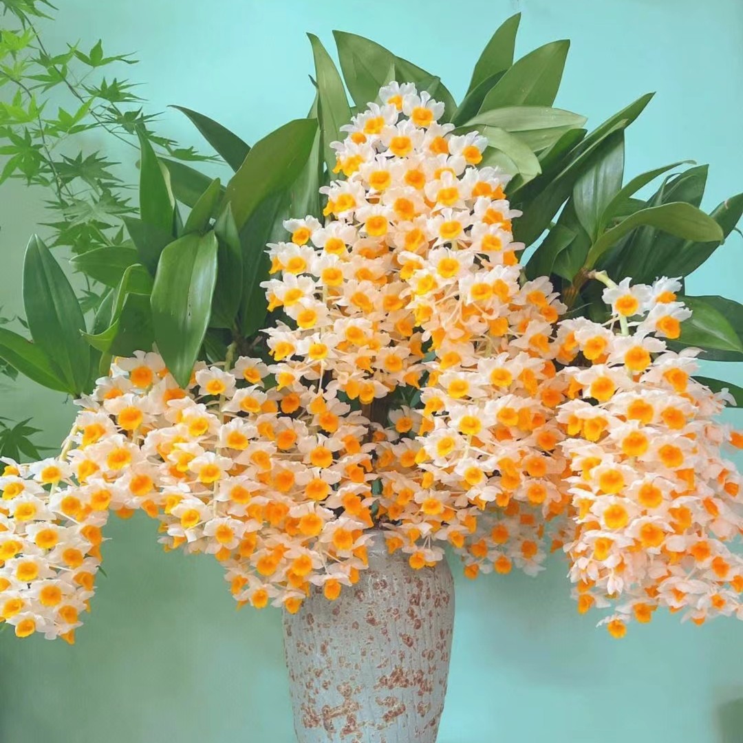 【球花石斛】紫杆球花、花色为粉色、黄色春季栽培开花