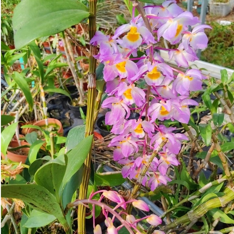 【红灯笼石斛兰花】清香味、4月开花内部花心黄色、花瓣石斛花实紫色