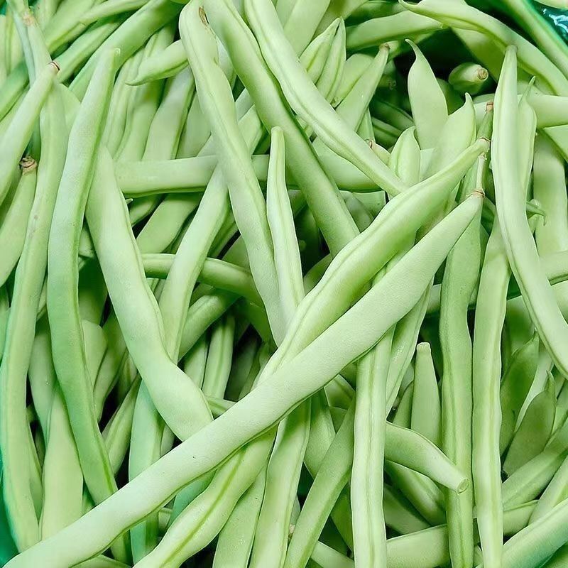 【农家四季豆】广西高山小四季豆新鲜现摘绿色纯天然露天种植蔬菜
