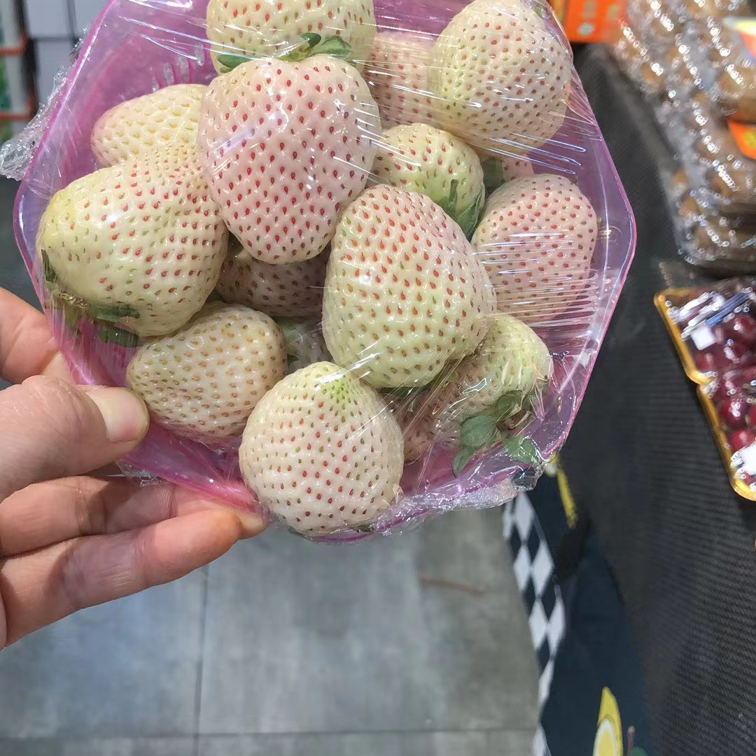 淡雪草莓一盆一斤大果