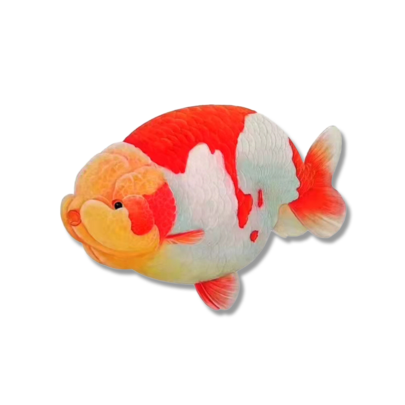 北方鱼匠冷水观赏鱼精品兰寿蝶尾泰狮观赏鱼鱼苗好养耐活直销特价