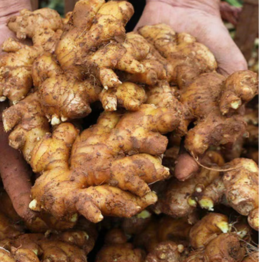 新鲜老姜姜母，姜味浓郁辣味十足炒菜煲汤烧菜必备品