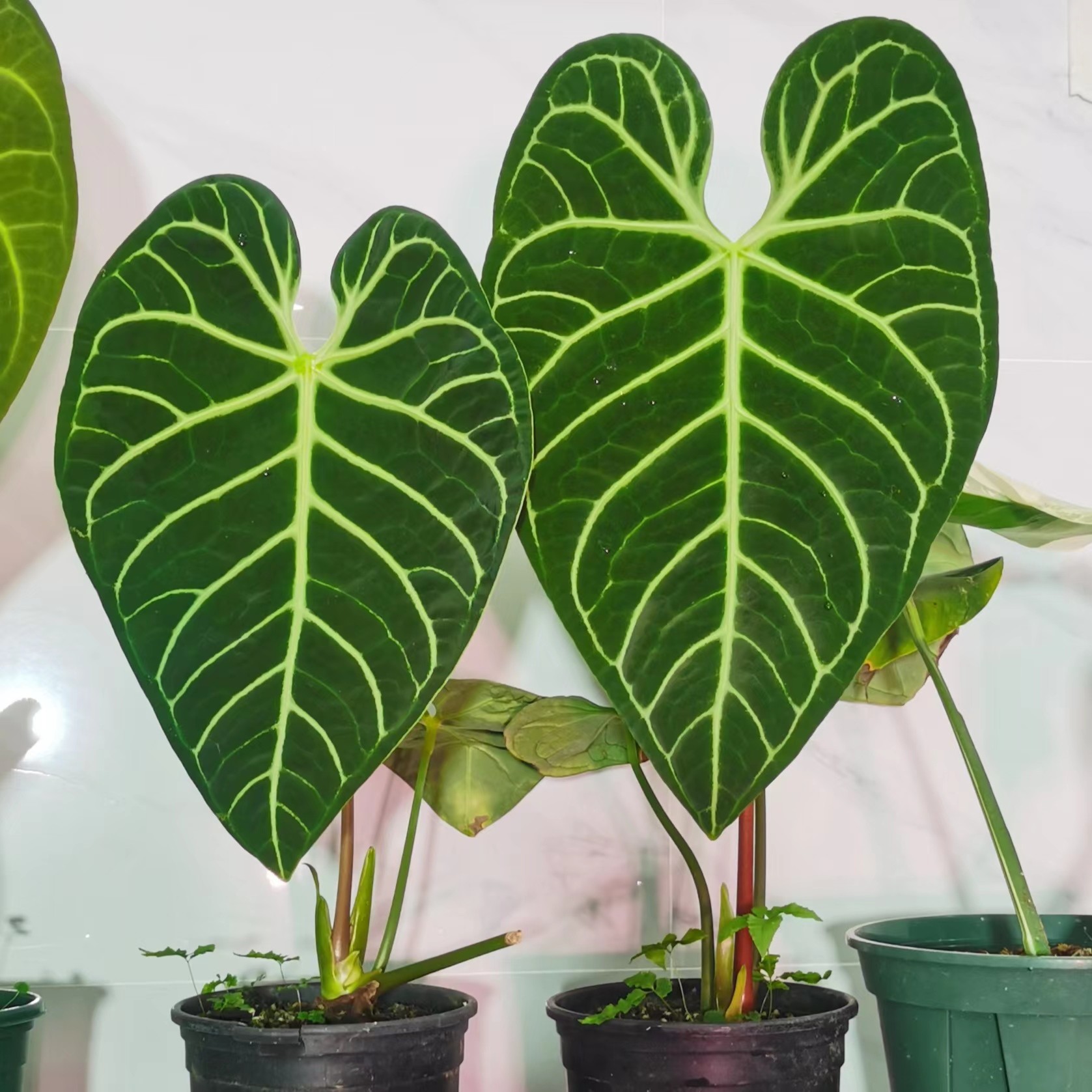 帝王花烛 高挡观叶植物 图片只做参考 直播间可选