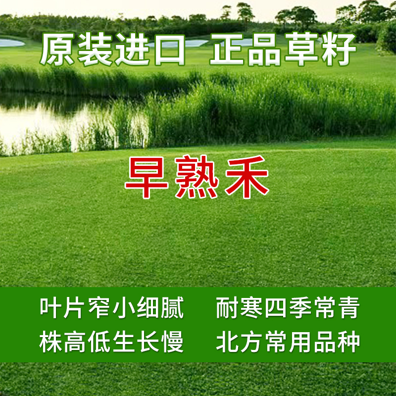 早熟禾草籽--草坪专用草籽