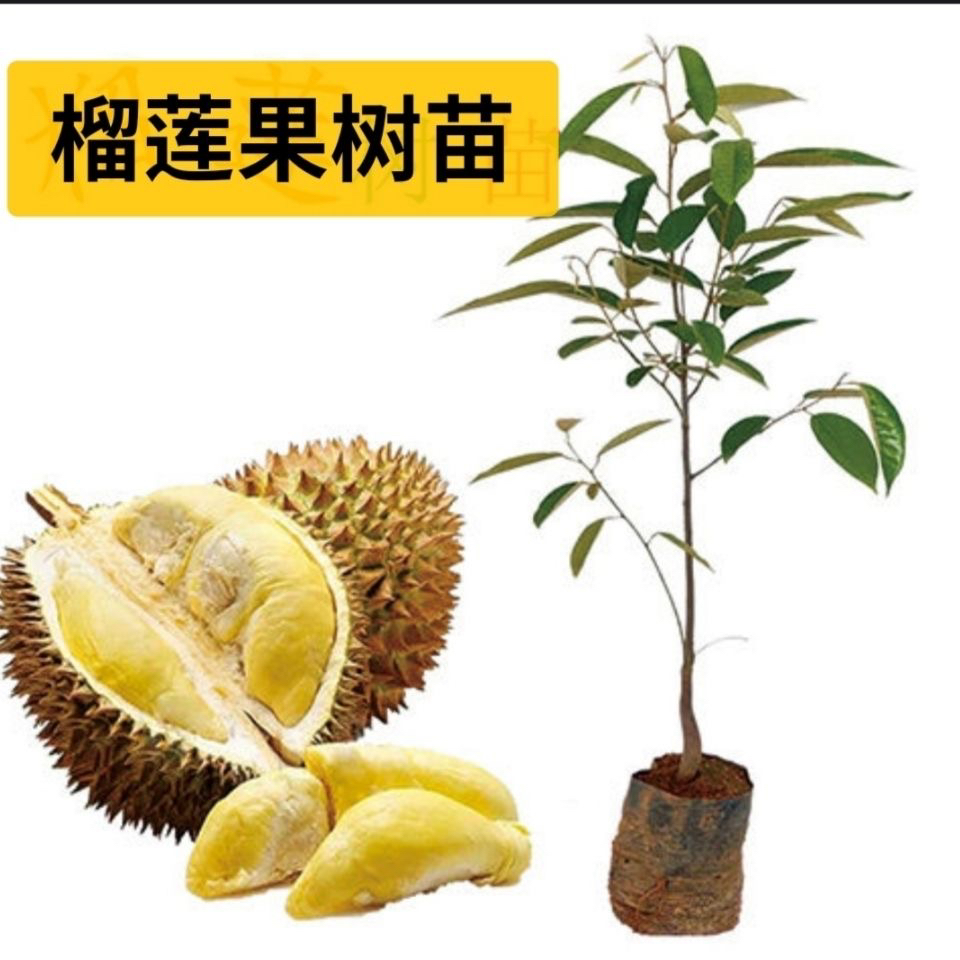 【顺丰包邮】金枕猫山王黑刺榴莲苗改良耐寒高产带土带叶发货