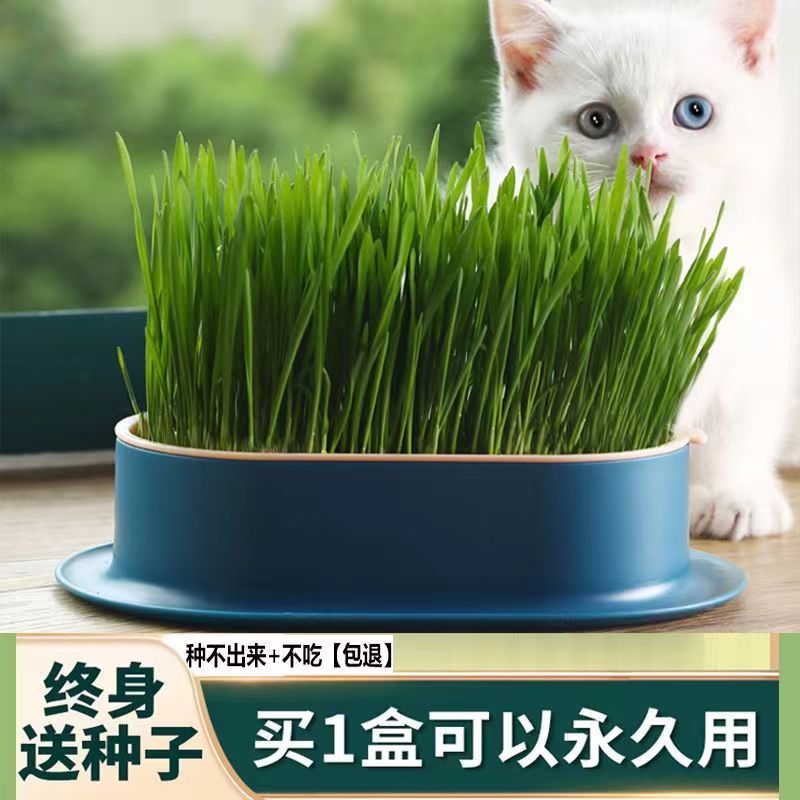 平替好物精选种水培猫新鲜改善清洁排毛猫咪猫草盆栽猫咪排毛产品