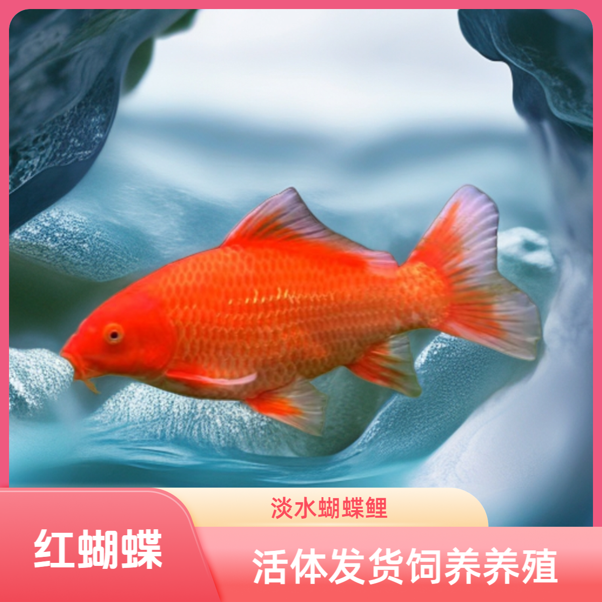【红蝴蝶鲤】5-8公分 以直播尺寸为准七鳍飘逸 头型好 饲养活体