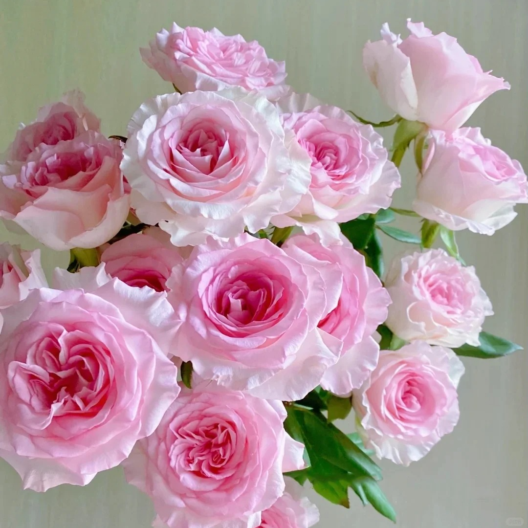 【英英鲜花】洛神 单头玫瑰 任意两单顺丰或德邦 发货后不支持退款