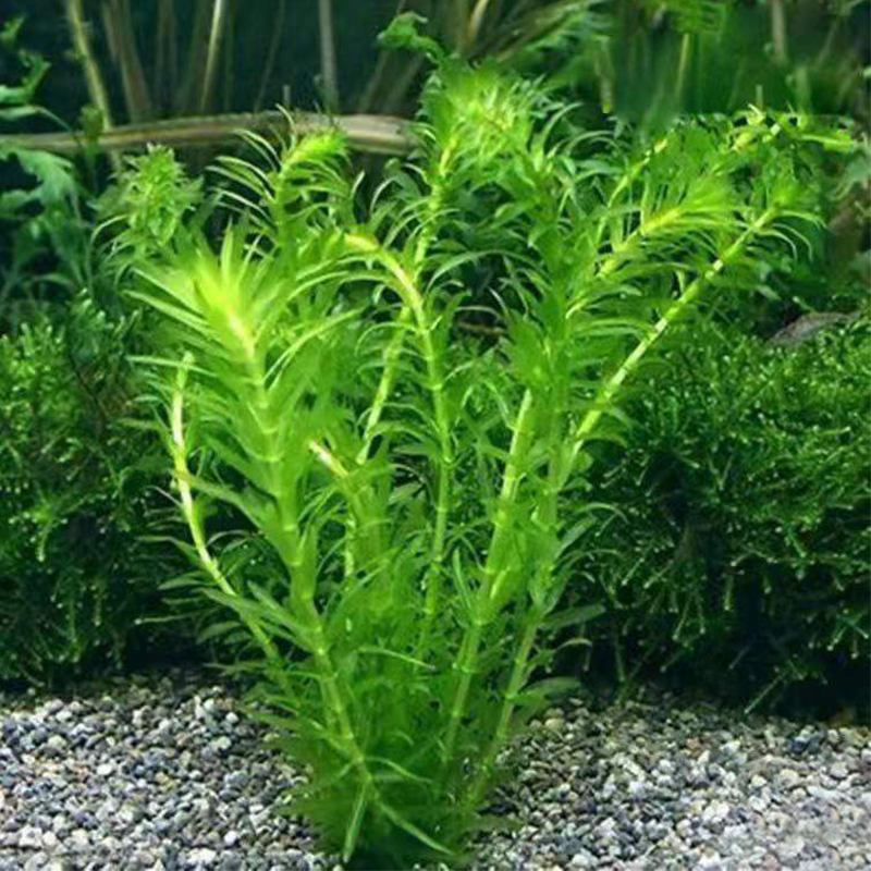 蜈蚣草水草植物养龟鱼缸造景鱼草缸净水绿植新手养鱼 好养活水草