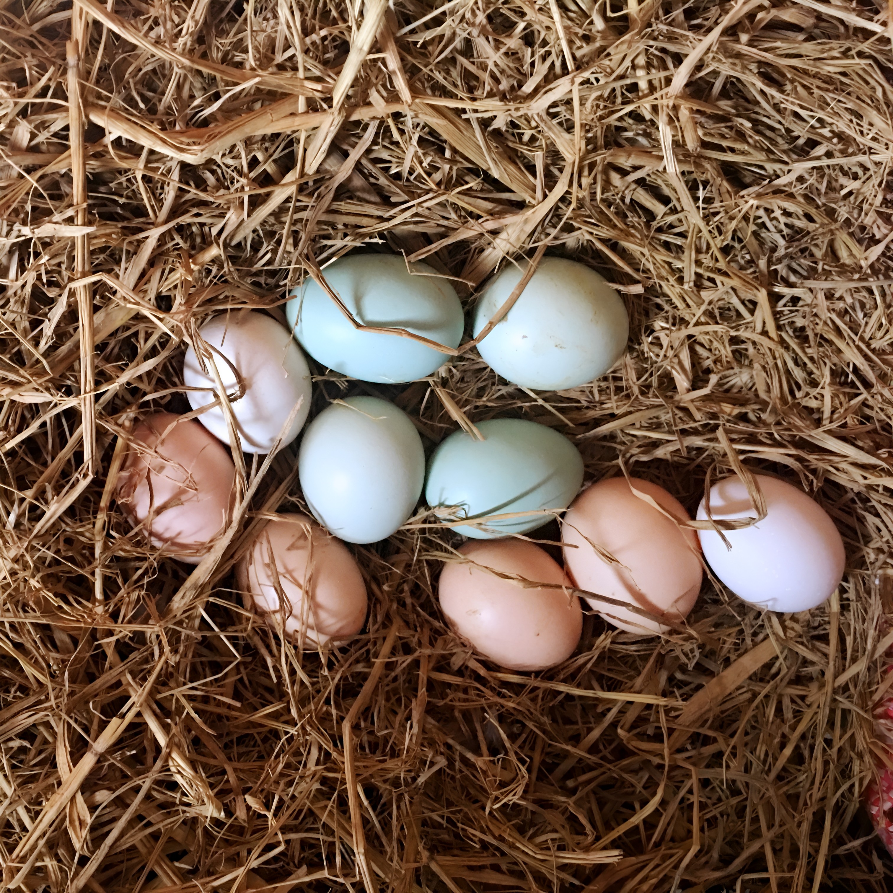 土鸡蛋  20枚起   跑地鸡蛋 果园低密度散养 京东到家