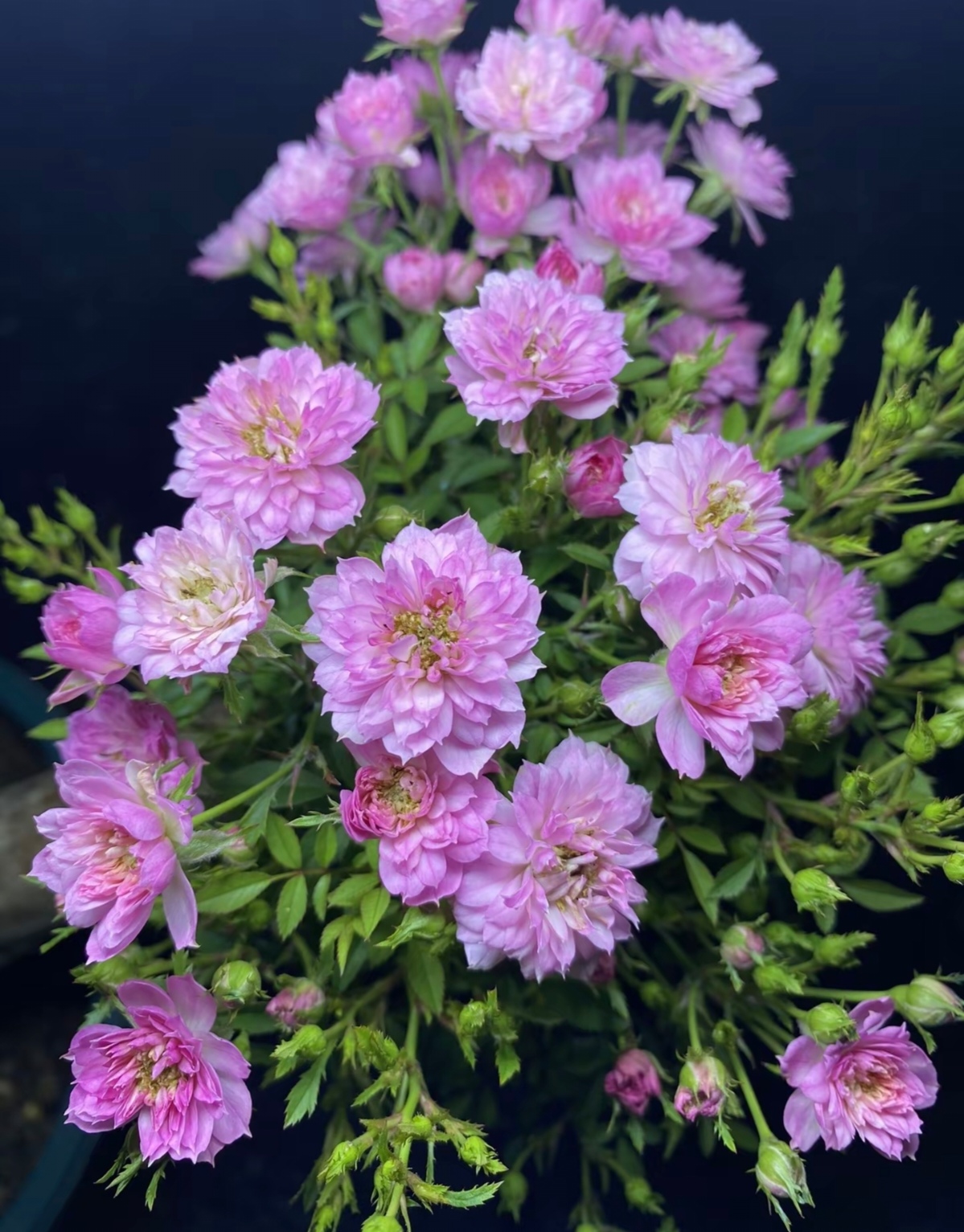 超微月季瑾河玲珑 拍前联系客服确认苗情 冠福10公分左右