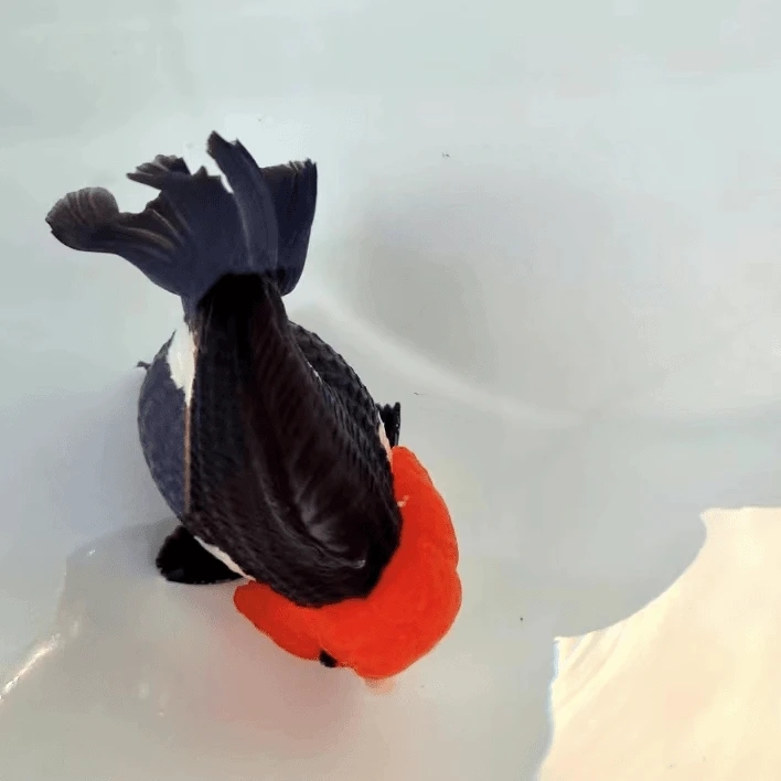 进口玛丽泰狮观赏鱼(拍前与主播沟通好，仅包活到手，售出概不退换)