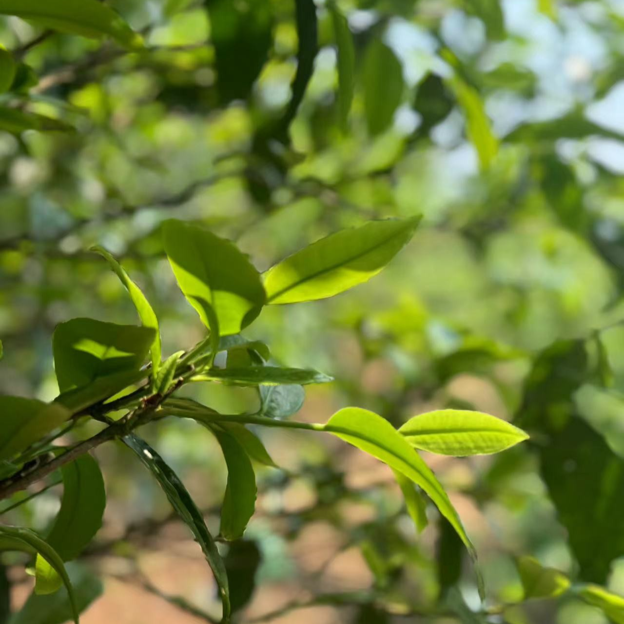 327杨进梅#2023年沿江藤条昔归渡口200克饼#12.25-40