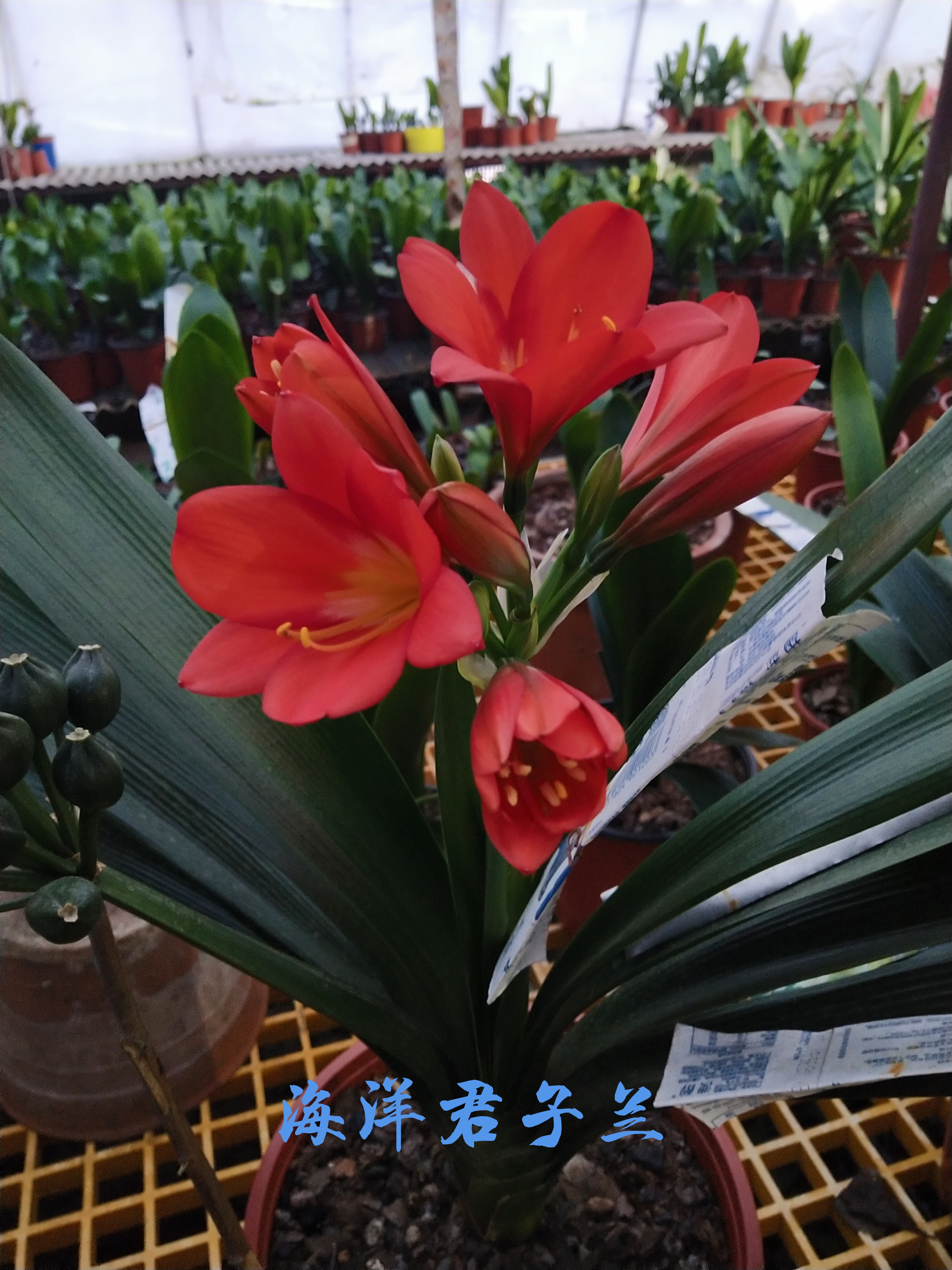君子兰花卉  （直播一物一拍！）裸根发货